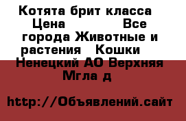 Котята брит класса › Цена ­ 20 000 - Все города Животные и растения » Кошки   . Ненецкий АО,Верхняя Мгла д.